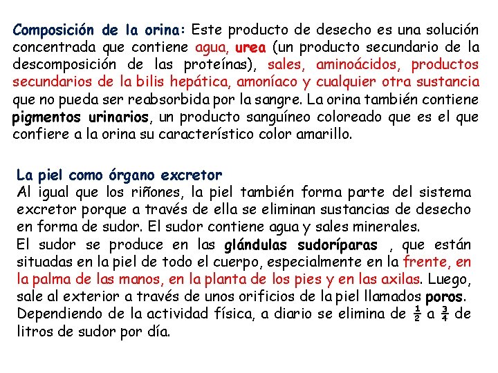 Composición de la orina: Este producto de desecho es una solución concentrada que contiene