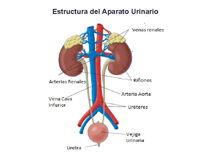 Estructura del Aparato Urinario 