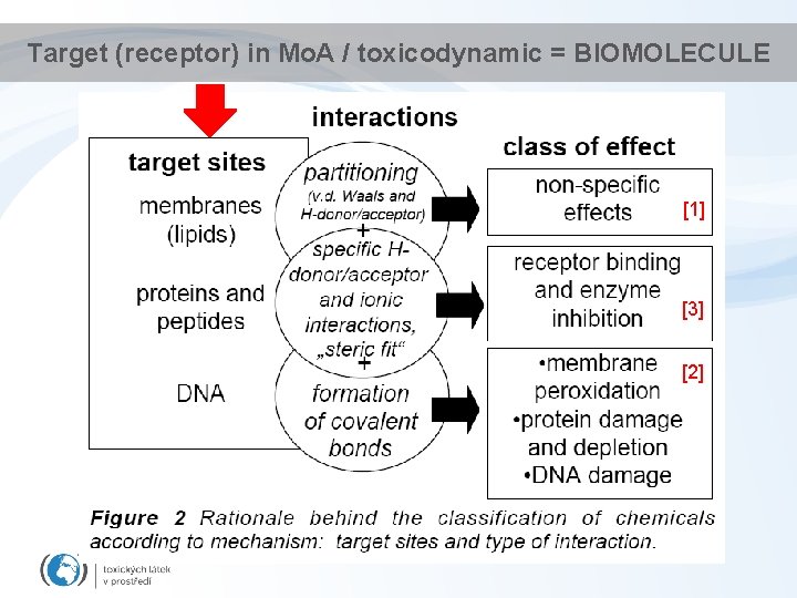 Target (receptor) in Mo. A / toxicodynamic = BIOMOLECULE [1] [3] [2] 