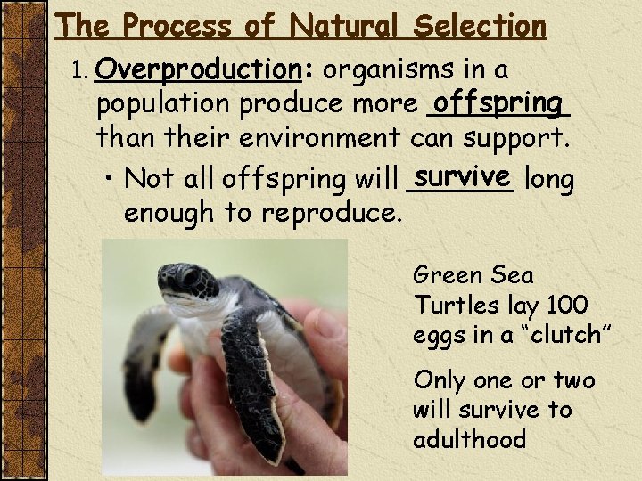 The Process of Natural Selection 1. Overproduction: organisms in a offspring population produce more