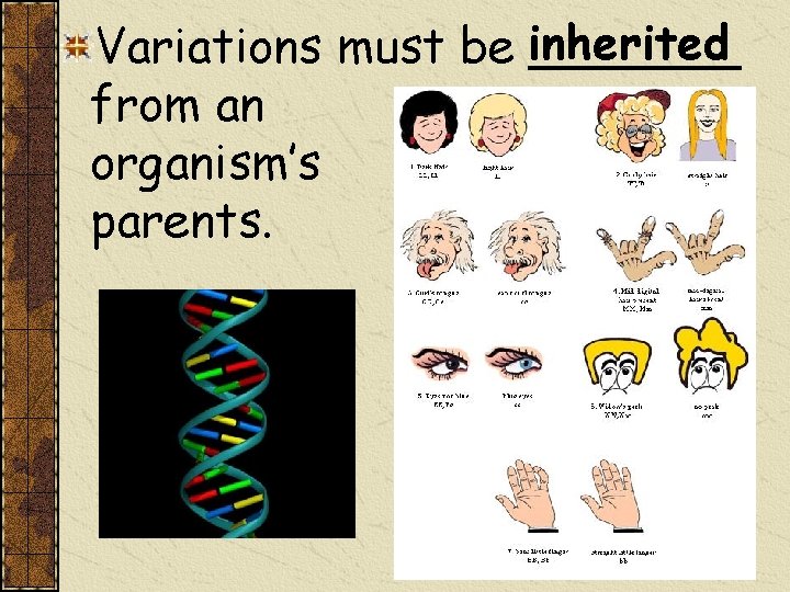 Variations must be inherited _______ from an organism’s parents. 