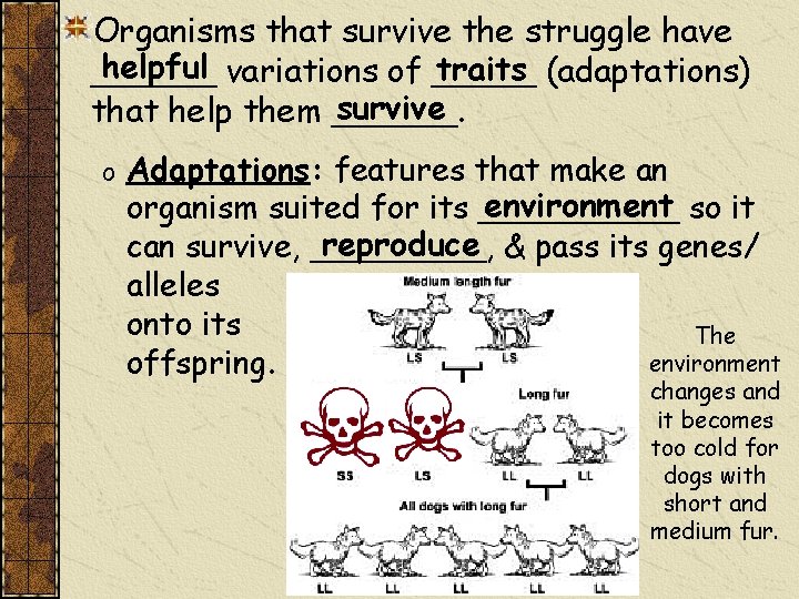 Organisms that survive the struggle have helpful variations of _____ traits (adaptations) ______ survive