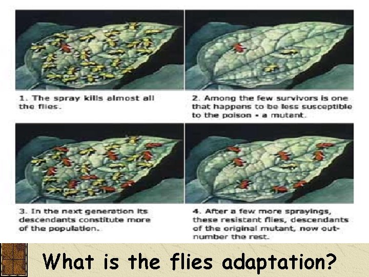 Here’s an example of Evolution in action. This is happening all over the world!