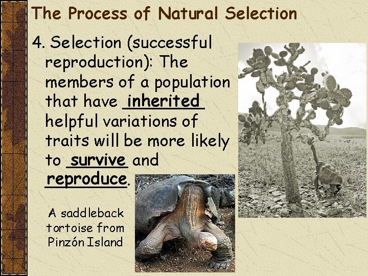 The Process of Natural Selection 4. Selection (successful reproduction): The members of a population