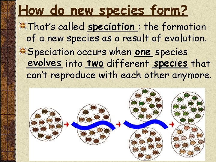 How do new species form? speciation : the formation That’s called _____ of a