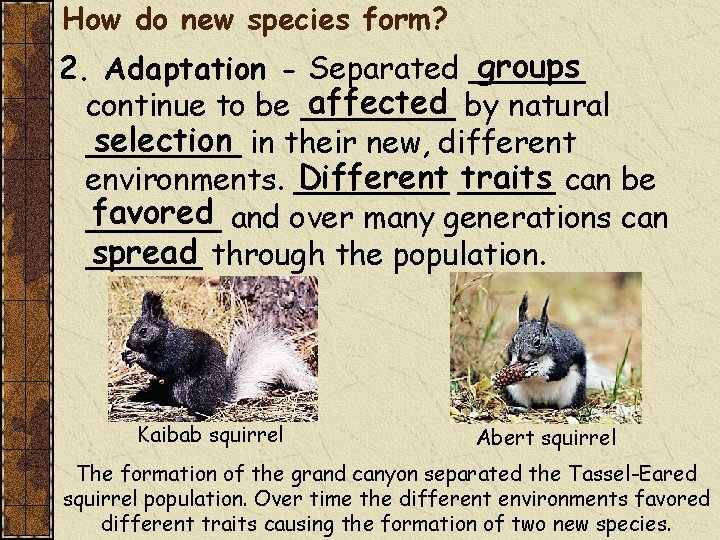How do new species form? groups 2. Adaptation - Separated ______ affected by natural