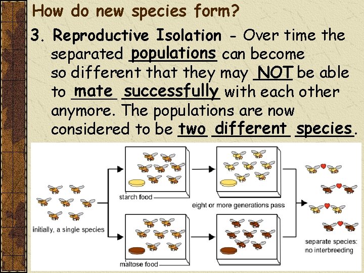How do new species form? 3. Reproductive Isolation - Over time the populations can
