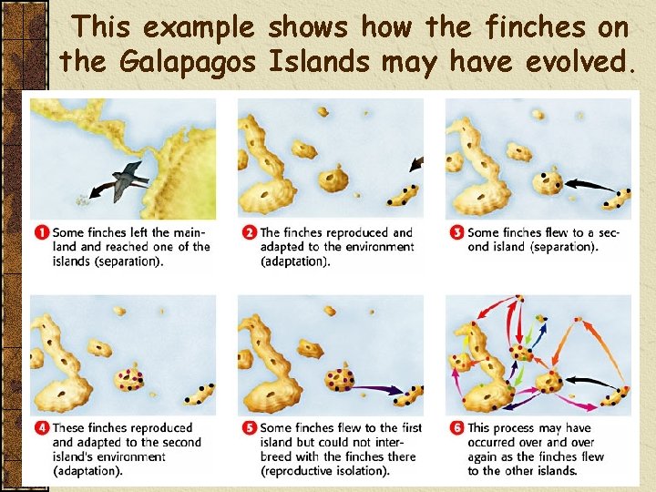 This example shows how the finches on the Galapagos Islands may have evolved. 