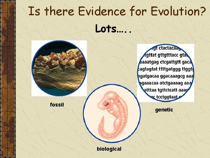 Is there Evidence for Evolution? Lots…. . fossil genetic biological 