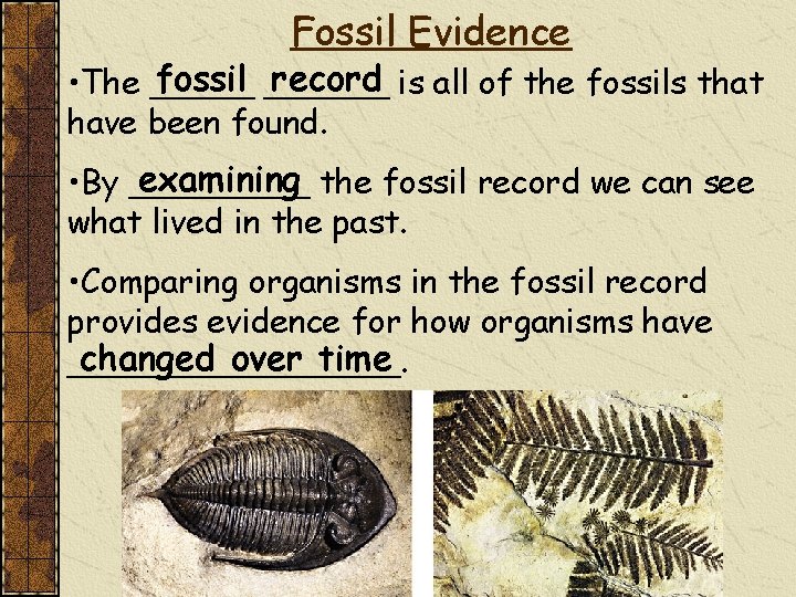 Fossil Evidence fossil ______ record is all of the fossils that • The _____