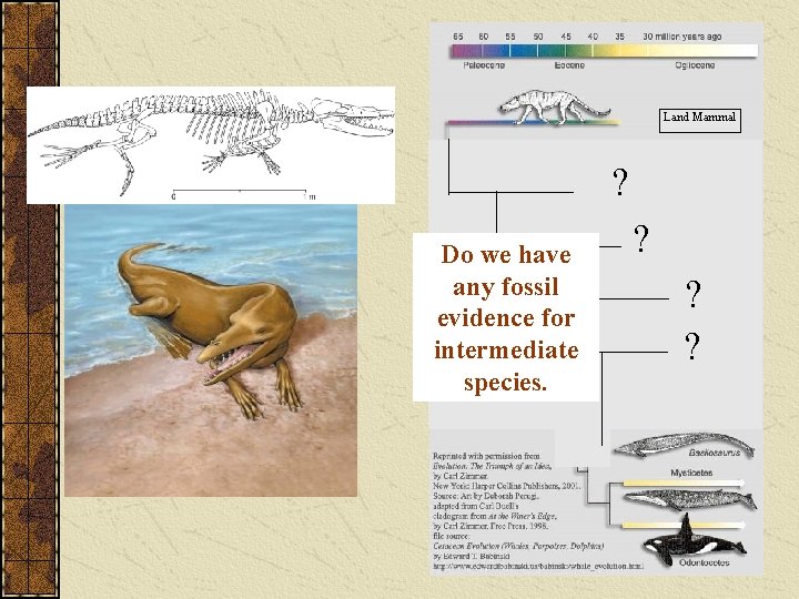 Land Mammal ? Do we have any fossil evidence for intermediate species. ? ?