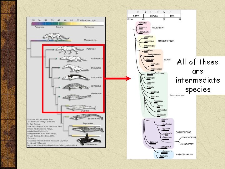 All of these are intermediate species 