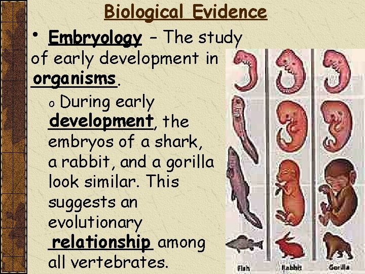  • Biological Evidence Embryology – The study of early development in organisms ____.