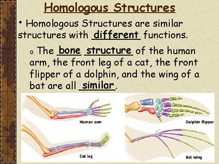 Homologous Structures • Homologous Structures are similar different functions. structures with ____ bone ____
