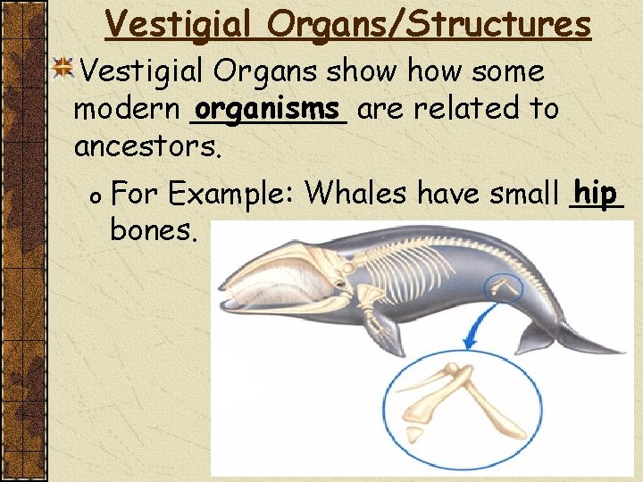 Vestigial Organs/Structures Vestigial Organs show some organisms are related to modern ____ ancestors. o