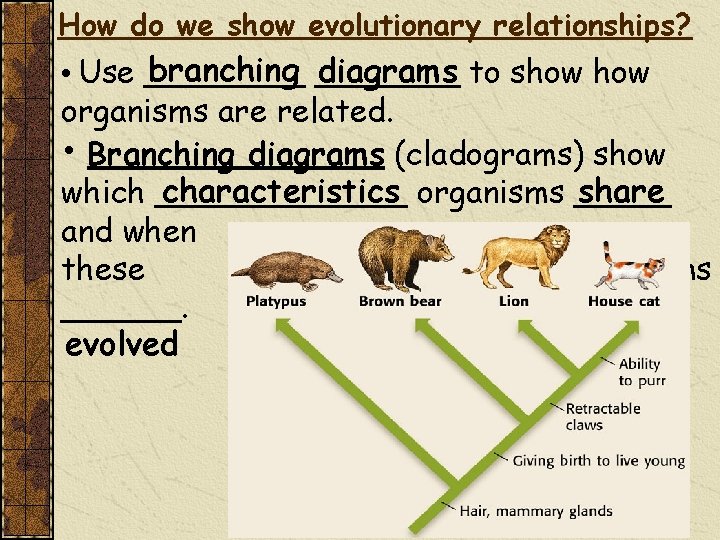 How do we show evolutionary relationships? branching _______ diagrams to show • Use ____