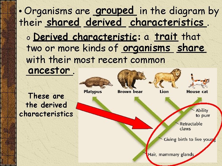 grouped in the diagram by • Organisms are _______ shared _______ derived _______ characteristics.