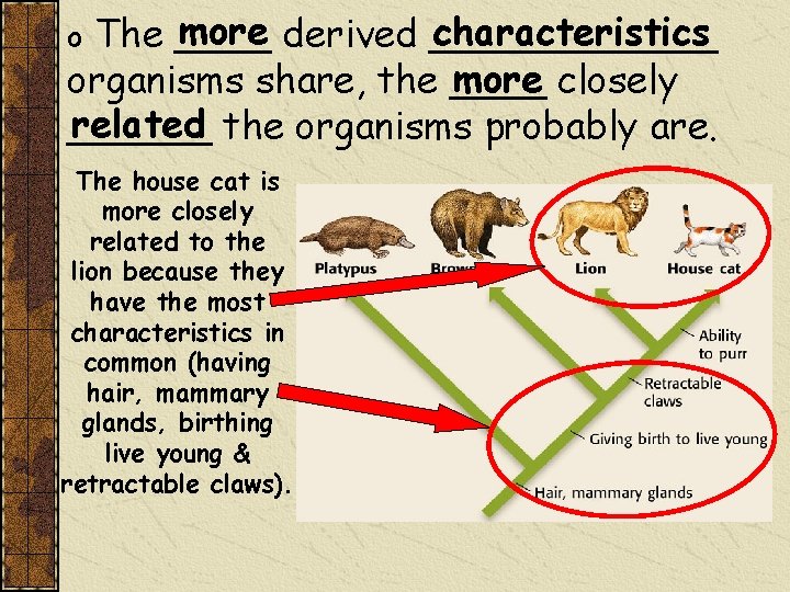 more derived ______ characteristics The ____ more closely organisms share, the ____ related the