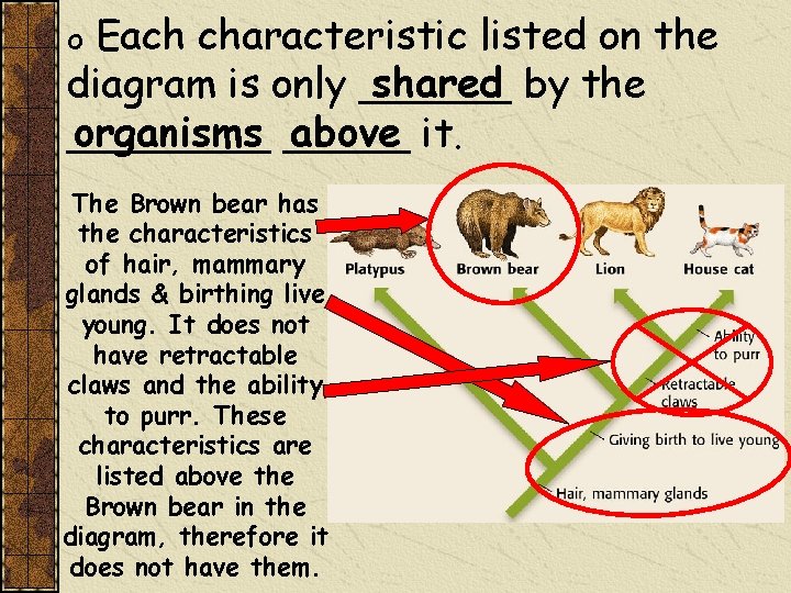 Each characteristic listed on the shared by the diagram is only ______ organisms _____