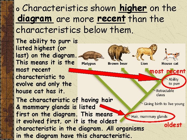 higher on the Characteristics shown _____ diagram are more _____ recent than the _______