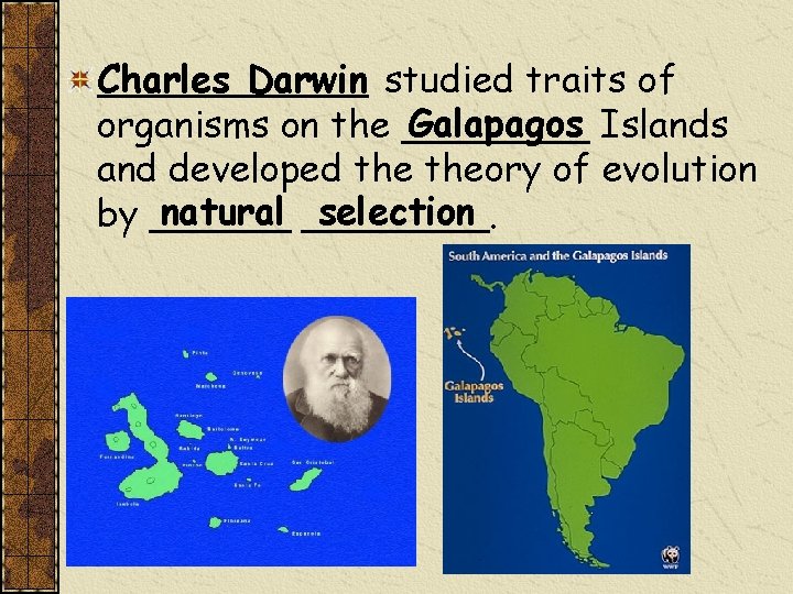Charles Darwin studied traits of Galapagos Islands organisms on the ____ and developed theory