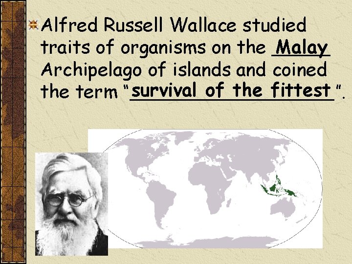 Alfred Russell Wallace studied Malay traits of organisms on the _____ Archipelago of islands