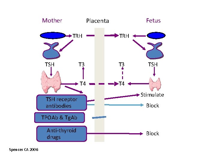 Mother Fetus Placenta TRH TSH receptor antibodies TRH T 3 T 4 TSH Stimulate