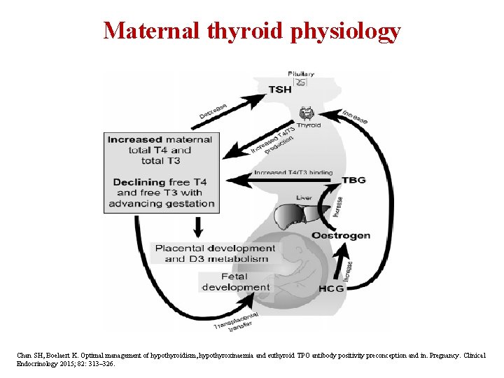 Maternal thyroid physiology Chan SH, Boelaert K. Optimal management of hypothyroidism, hypothyroxinaemia and euthyroid