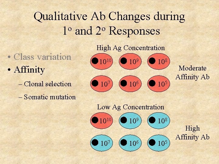 Ab formation Hallmarks of the Immune Response SelfNonself