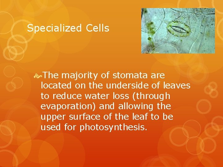 Specialized Cells The majority of stomata are located on the underside of leaves to