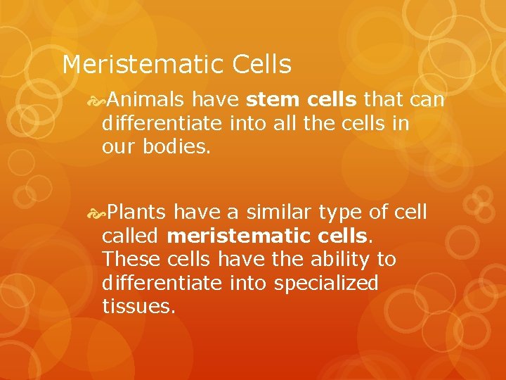 Meristematic Cells Animals have stem cells that can differentiate into all the cells in