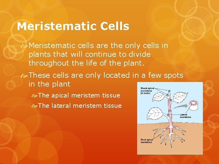 Meristematic Cells Meristematic cells are the only cells in plants that will continue to