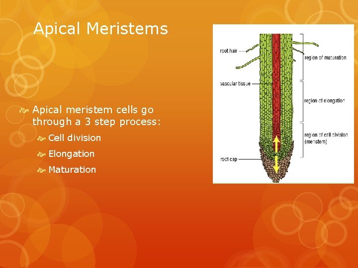Apical Meristems Apical meristem cells go through a 3 step process: Cell division Elongation