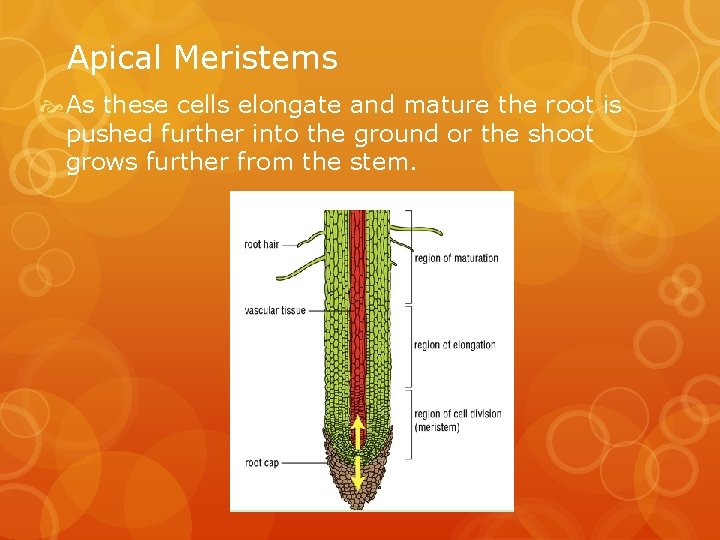 Apical Meristems As these cells elongate and mature the root is pushed further into