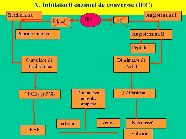 A. Inhibitorii enzimei de conversie (IEC) Bradikinina Kinaza IEC Angiotensina I EC Peptide inactive A. Inhibitorii enzimei de conversie (IEC) Bradikinina Kinaza IEC Angiotensina I EC Peptide inactive