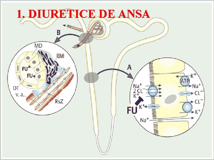 1. DIURETICE DE ANSA 