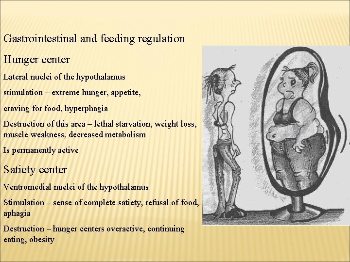 Gastrointestinal and feeding regulation Hunger center Lateral nuclei of the hypothalamus stimulation – extreme
