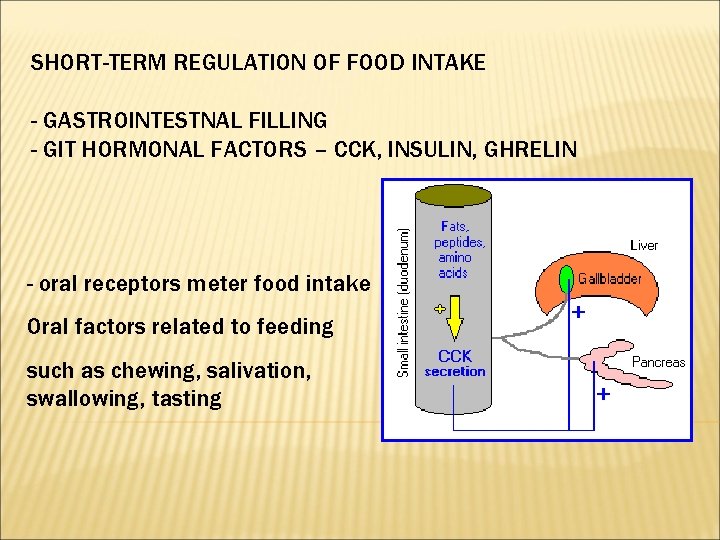 SHORT-TERM REGULATION OF FOOD INTAKE - GASTROINTESTNAL FILLING - GIT HORMONAL FACTORS – CCK,