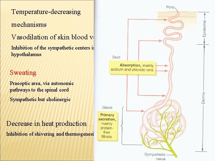 Temperature-decreasing mechanisms Vasodilation of skin blood vessels Inhibition of the sympathetic centers in the