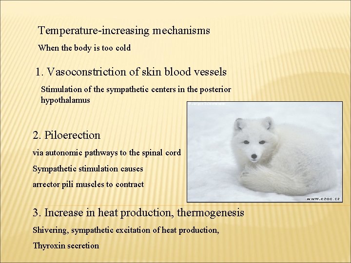 Temperature-increasing mechanisms When the body is too cold 1. Vasoconstriction of skin blood vessels