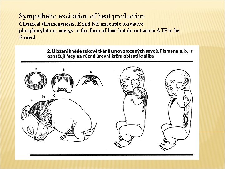 Sympathetic excitation of heat production Chemical thermogenesis, E and NE uncouple oxidative phosphorylation, energy