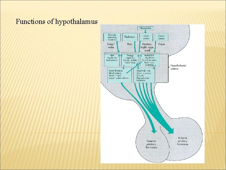 Functions of hypothalamus 