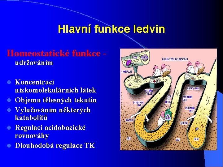Hlavní funkce ledvin Homeostatické funkce - udržováním l l l Koncentrací nízkomolekulárních látek Objemu
