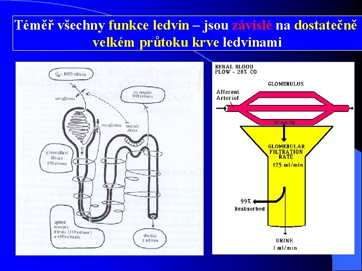 Téměř všechny funkce ledvin – jsou závislé na dostatečně velkém průtoku krve ledvinami 