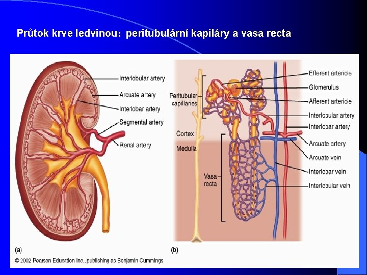 Průtok krve ledvinou: peritubulární kapiláry a vasa recta 