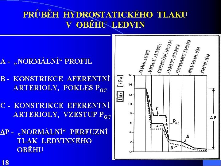 PRŮBĚH HYDROSTATICKÉHO TLAKU V OBĚHU LEDVIN A - „NORMÁLNÍ“ PROFIL B - KONSTRIKCE AFERENTNÍ