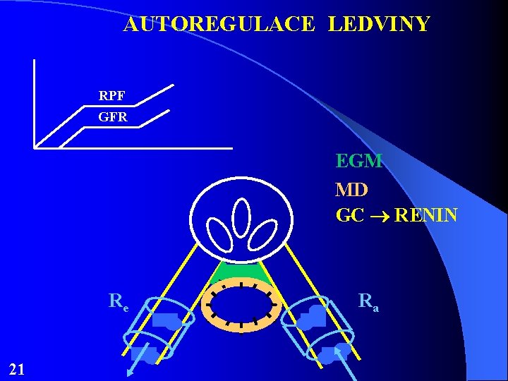 AUTOREGULACE LEDVINY RPF GFR EGM MD GC RENIN Re 21 Ra 