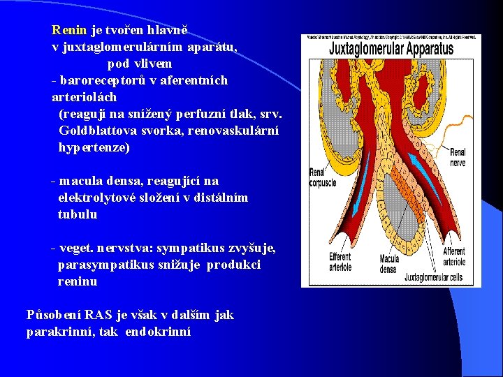 Renin je tvořen hlavně v juxtaglomerulárním aparátu, pod vlivem - baroreceptorů v aferentních arteriolách