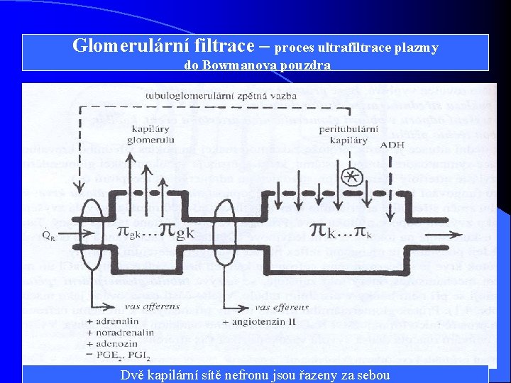 Glomerulární filtrace – proces ultrafiltrace plazmy do Bowmanova pouzdra Dvě kapilární sítě nefronu jsou