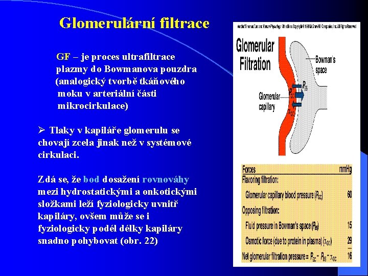 Glomerulární filtrace GF – je proces ultrafiltrace plazmy do Bowmanova pouzdra (analogický tvorbě tkáňového